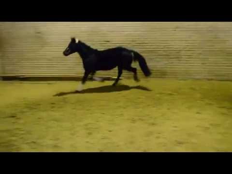 2,5-jähriger Ponyhengst von D-Day AT-Nabucco R