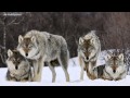 Волк волки волчья стая фотографии волков песня о волках 