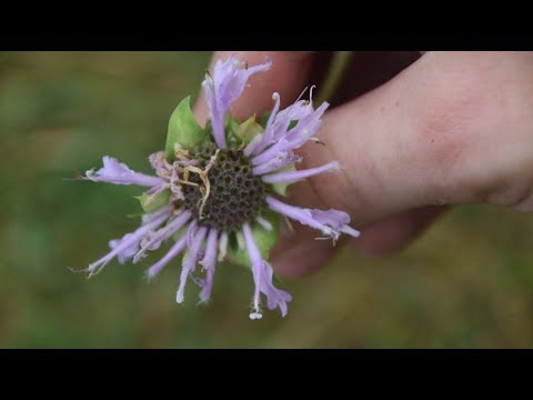 download lagu mp3 mp4 Can You Eat Wild Mint, download lagu Can You Eat Wild Mint gratis, unduh video klip Can You Eat Wild Mint