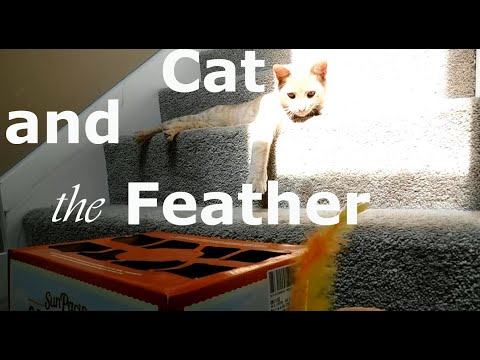 Mishka CAT and the Feather