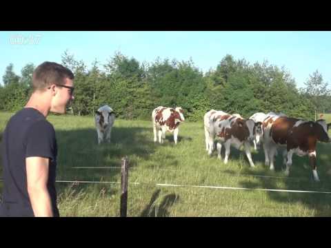 Cows Reacting To My Cow Call - How To Gather Cows Under 1 min