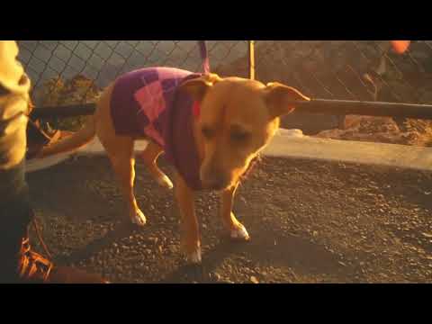 Beautiful of Deep Separation Anxiety Music for Dog Relaxation! Helped   Dogs Worldwide! NEW! Nature