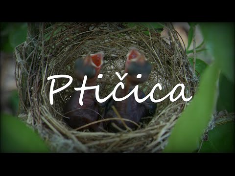 Dječji zbor Vjeverice - Ptičica (Official lyric video)