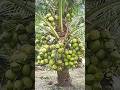 High Yielding DWARF COCONUT Tree Shorts
