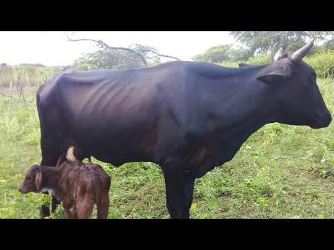 Os Vaqueiros retirando o gado da cheia do Lago de Sobradinho Bahia 