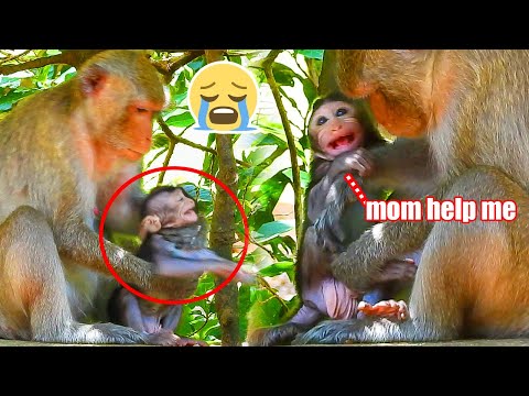 Mom Help Mom Help..! poor tiny baby BOSTON monkey ADY catch when hungry milk and mom not care baby