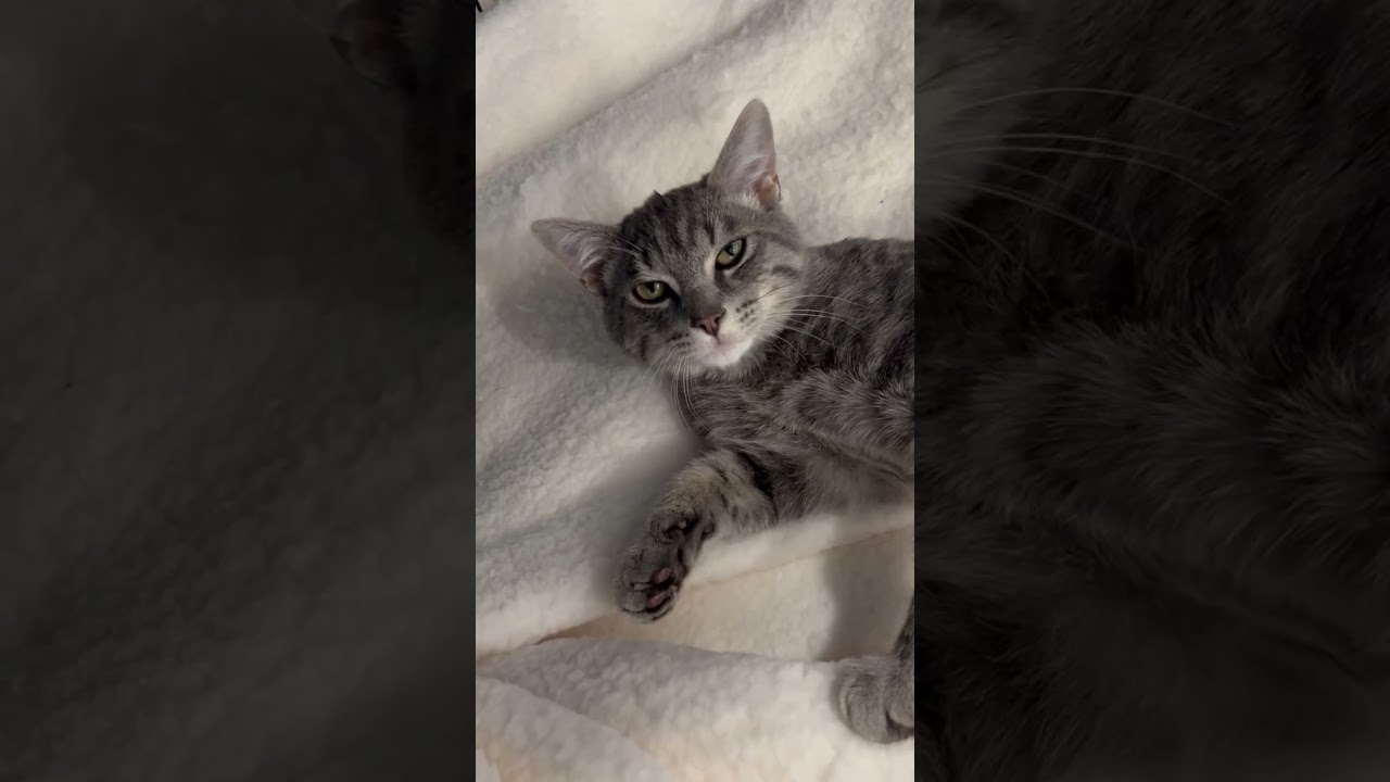 Enlarge Little Man Rockefeller, a Adoptable mixed breed in Eagle Point, OR video 5/5