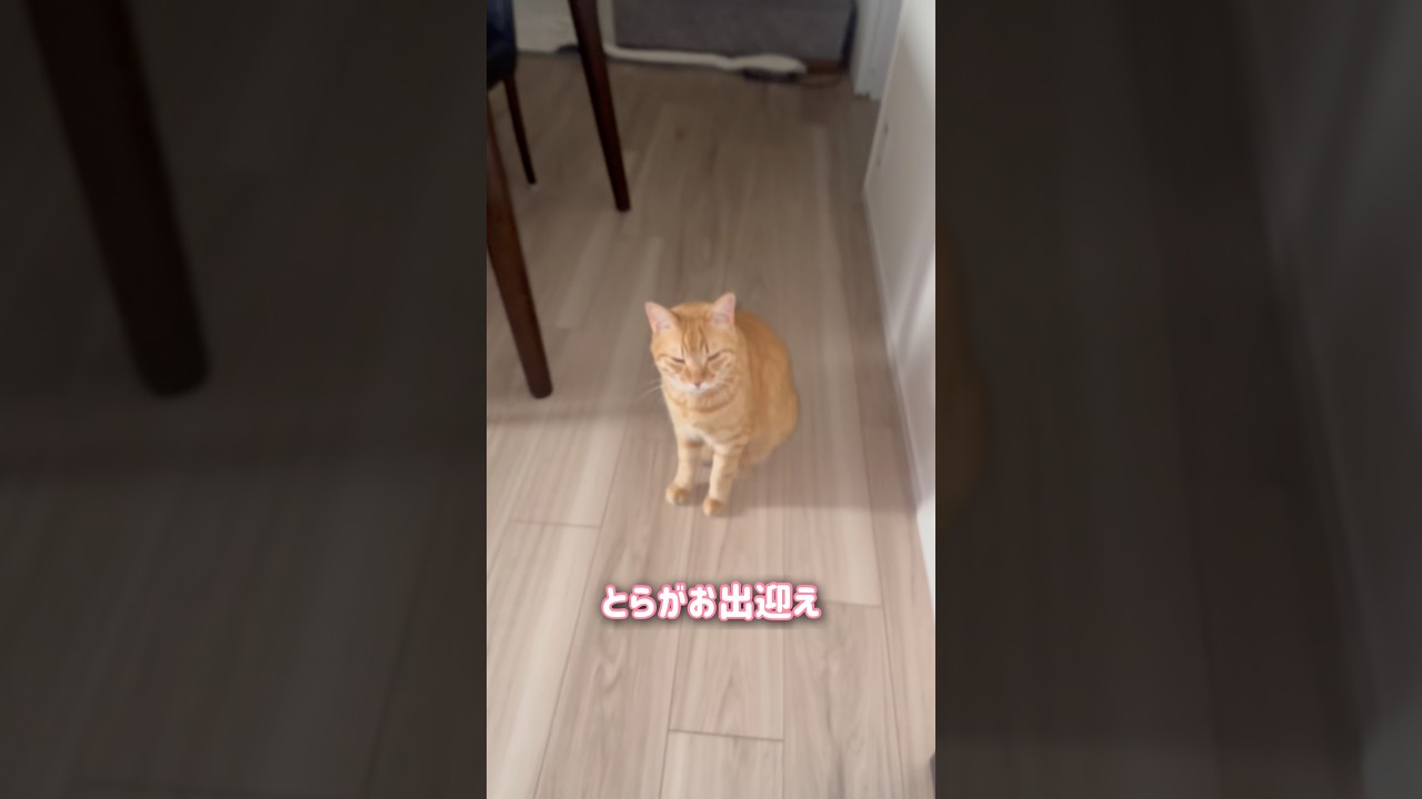 朝起きると眠いのに出迎えてくれる猫【とらまる】