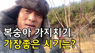 복숭아 가지치기 강력한파 추운이때 꼭 해야 합니까?