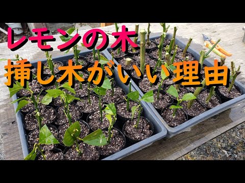 レモンの木の挿し木を4つの簡単なステップで行うには?掛け算に最適な時期はいつですか?  庭園