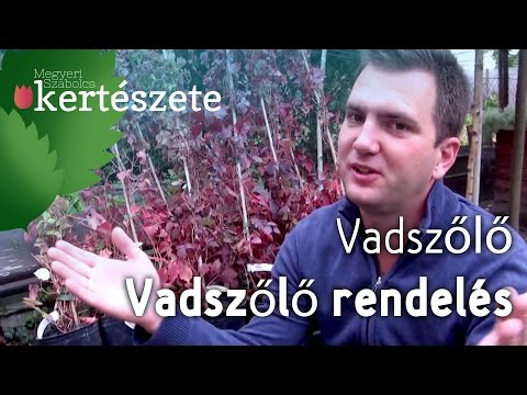 Növény rendelés - Vadszőlő rendelés - Növény házhozszállítás - Kertészeti webáruház