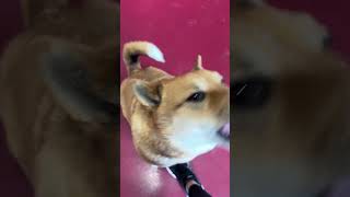 Video preview image #1 Shiba Inu-Unknown Mix Puppy For Sale in Webster, WI, USA