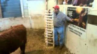 preview picture of video 'Auction at sale barn in Nebraska'