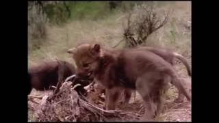 VIDEO Neil Young FULL ALBUM "Earth" - Track 12 - WOLF MOON - Wolves MOVIE IN PIECES #12 Environment