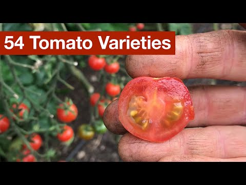 , title : '54 Tomato Varieties'
