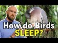 How Do Birds Stop From Falling Off Branches While They Sleep?
