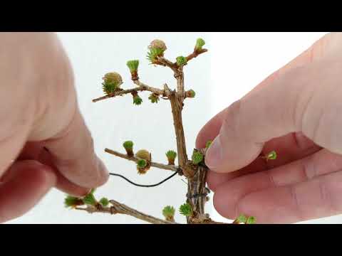 Larch Bonsai's First Flowers And Spring Pruning