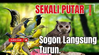 Download lagu Suara Pikat Burung SOGON II Suara Sogon Ribut Paling Ampuh II Suara Pikat Sogon Anti Zonk. mp3 Download lagu Suara Pikat Burung SOGON II Suara Sogon Ribut Paling Ampuh II Suara Pikat Sogon Anti Zonk. mp3