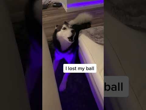 Funny and cute dogs compilation#funnydogs#cute#doglover#doglife#cure#dogshorts#pet#doglife