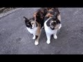 Two Sisters Cats So Hungry