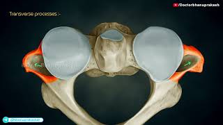 🦴 Axis (C2) – Atypical Cervical Vertebra | Gross Anatomy for USMLE Step 1 | Odontoid Process