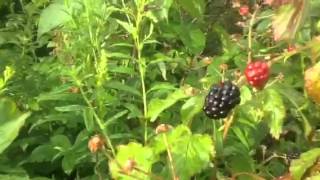 your gonna love the way they taste..