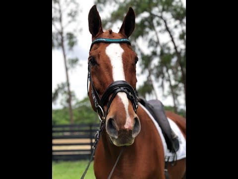 Captain Wizard- SOLD