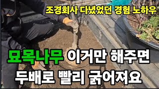 묘목나무 심는방법 100프로 살리고 두배로 빨리 자랍니다! #나무심는법 #묘목심는방법 #나무빨리자라게하는방법…