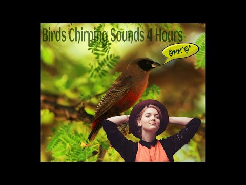 Birds Chirping Sounds 4 Hours: Birds Singing, Forest Birdsong, Nature Sounds, Relaxing Sounds