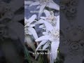 BLOSSOM OF SNOW - Edelweiss arr. by bob harris. All rights reserved Bearberry Path Music 2023.