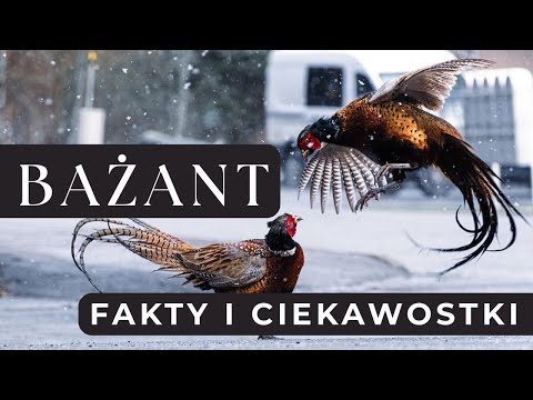 Pheasant - A Story About a Beautiful Bird in Our Nature | Animal Podcast No. 21