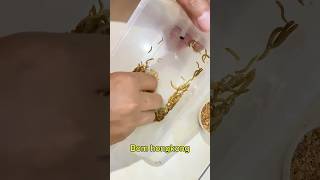Download lagu Bom ulat hongkong bikin Cendet bahan cepet gacor !! mp3 Download lagu Bom ulat hongkong bikin Cendet bahan cepet gacor !! mp3