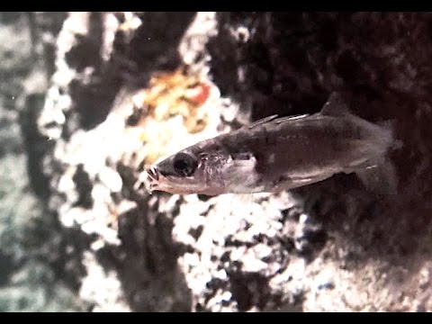 IUCN分類における絶滅の危険性を示す図。