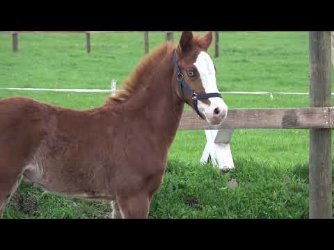 Cadilo - Cascadello I, holsteiner, colt, * 04/2021 for sale