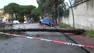 maltempo-e-danni-crolla-ancora-un-albero-ad-ariano