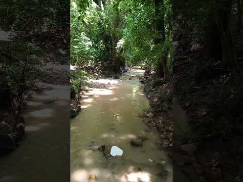 Caño Pital en Aguachica Cesar Bosque del Agüil