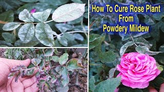 How To Save Rose Plants from Powdery Mildew Disease l Fungal Infection On Rose Plant l Rose Plants
