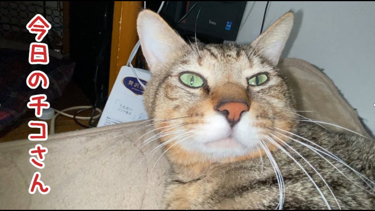 今日のチコさん