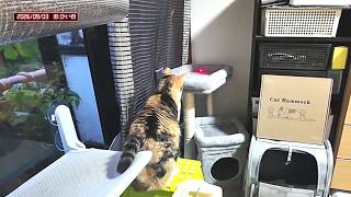 三毛猫フミちゃん  LIVE配信 2026年9月3日　calico cat　(LIVE stream)