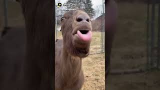 Download lagu blabla mp3