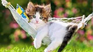 [ Tu Veux Ou Tu Veux Pas  - Brigitte Bardot ] - [ Nem Vem Que Não Tem - Wilson Simonal ]