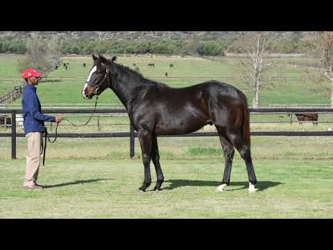 X18 Miss Mischief - Gimmethegreenlight (AUS) x Miss Mischief - colt
