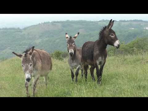 -Vlašićki ovčari Slamari na obroncima Fruške gore - 2018