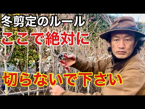 剪定果樹の段階 若い木の剪定 新月のクライマックス