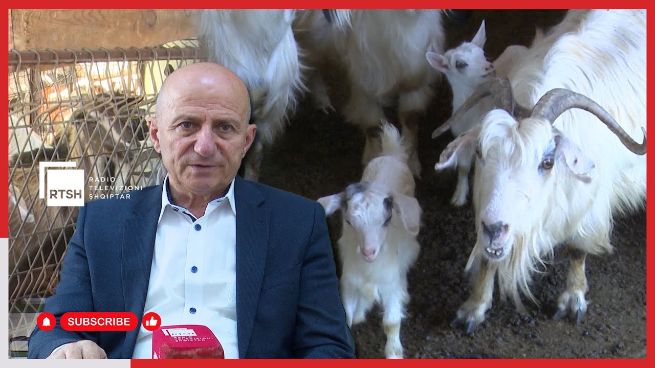 Raste të izoluara të murtajës tek gjedhët, autoritetet garantojnë ndjekjen e çdo rasti edhe në tregje