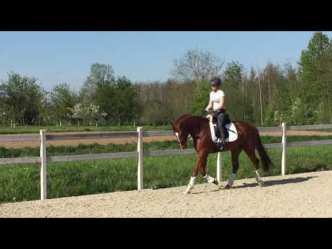 Florenzius 4 j. Wallach von Franziskus x Donnerhall