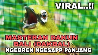 Download lagu MASTERAN PLECI DAKUN BALI (DAKBAL) NGEBREN NGESAPPP NYAMBUNG PANJANG mp3
