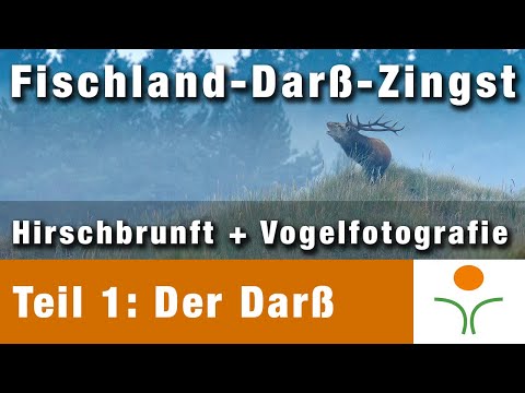 Hirschbrunft + Vogelfotografie l Fischland-Darß-Zingst - Teil 1