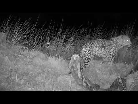 Djuma: Leopard-Molwati male moves off quickly after sleeping - 02:32 - 06/08/2023