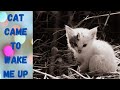 OMG CUTEST CAT IN INDIA Asmr Kitten ADORABLECATS Cutestcat Subscribe